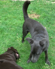 Remy, a dog Mike fostered before he was adopted